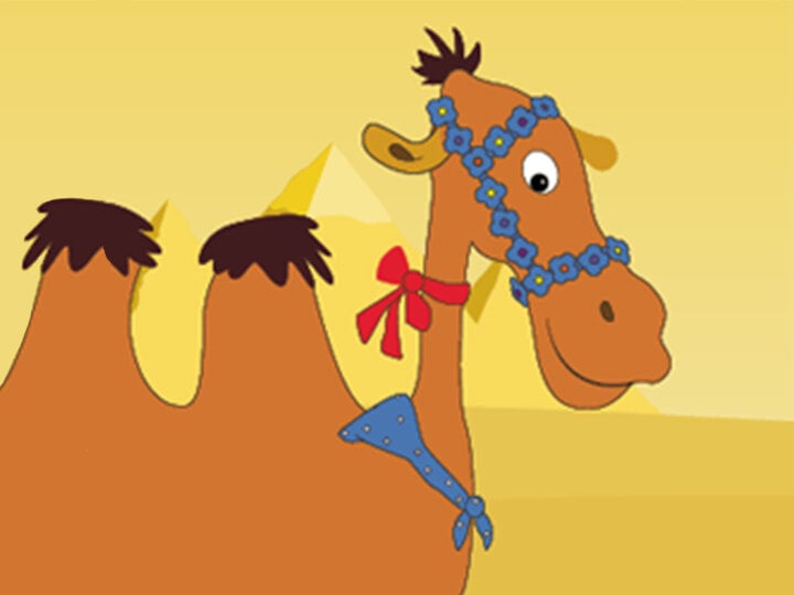 The amazing Alice the camel
