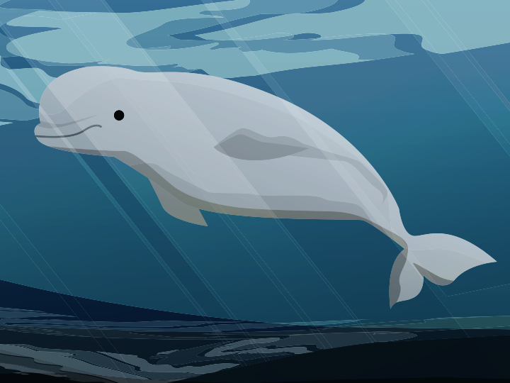 Baby beluga