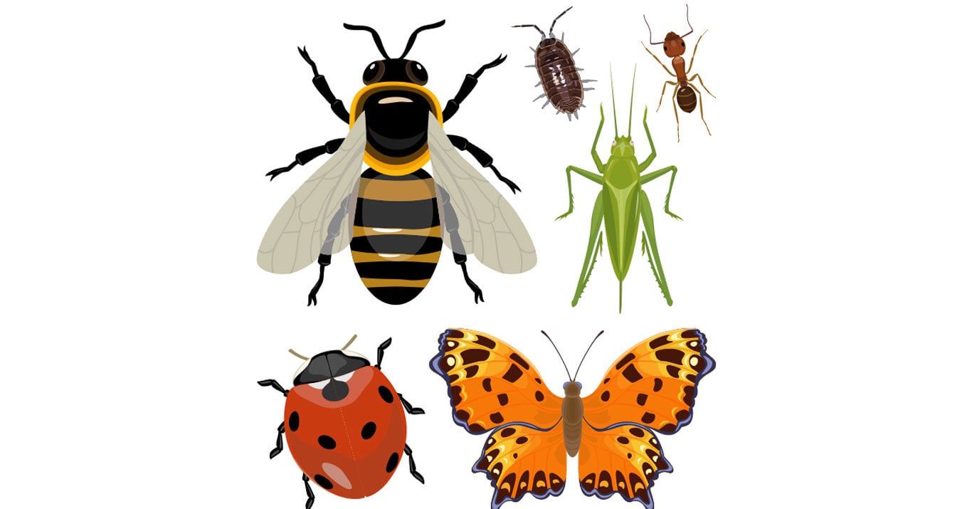Sing Up Music | Year 2 | Minibeasts | Sing Up