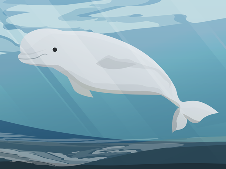 Baby beluga