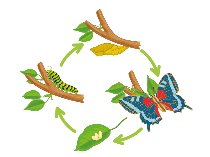 Butterfly life cycle poster